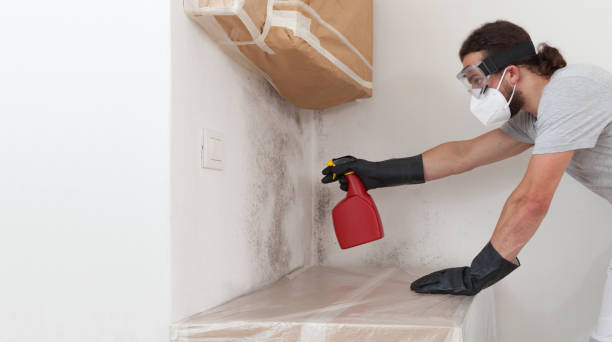 Professional Black Mold Remediation technician working in Marion, IL