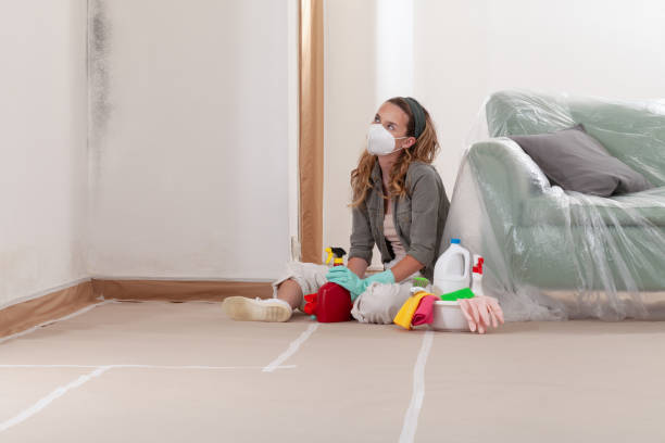 Reliable Black Mold Remediation contractor in Marion, IL by Mold Remediation HQ