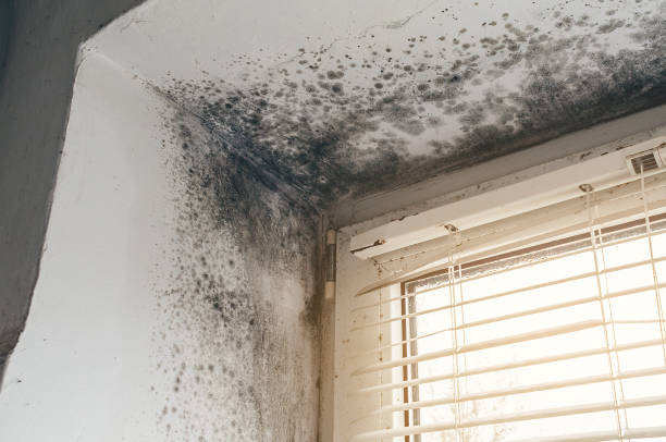 Affordable Black Mold Remediation solutions in Marion, IL